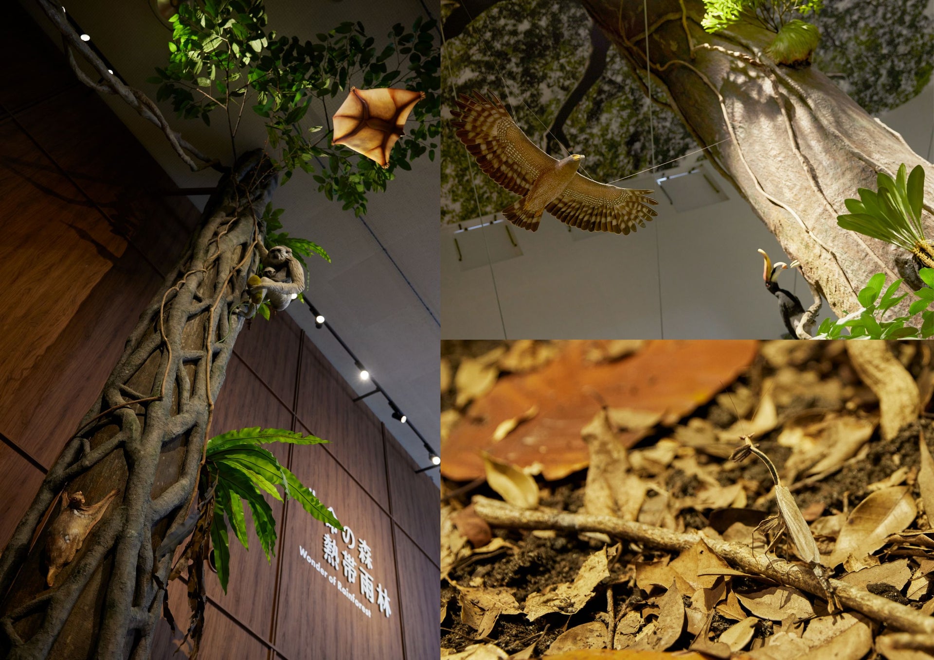 千葉市動物公園　動物科学館　－生命の森 熱帯雨林  Wonder of Rainforestー2